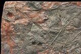 Silurian Fossil Crinoid (Scyphocrinites) Plate - Morocco #134299-1